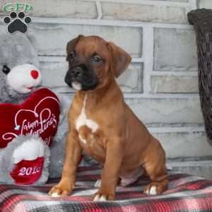 Chevy, Boxer Puppy